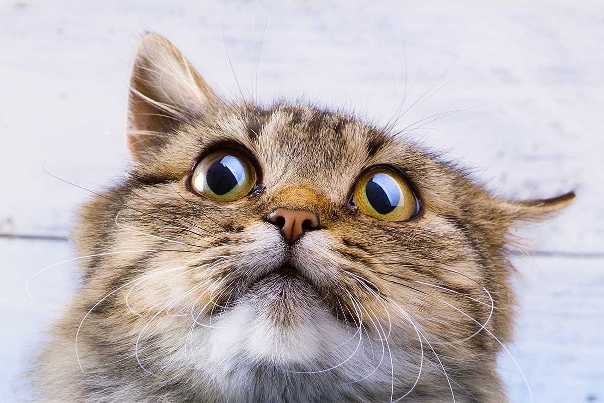 Jak zabránit tomu, aby moje pes nebo kočka byli během novoročních svátků rozrušeni ohňostroji?