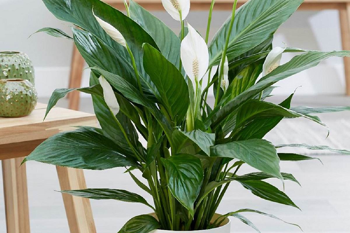 V zimě svou spathiphyllum nutně přihnojte tímto prostředkem. K tomu, aby se objevily nové listy, stačí opravdu málo.