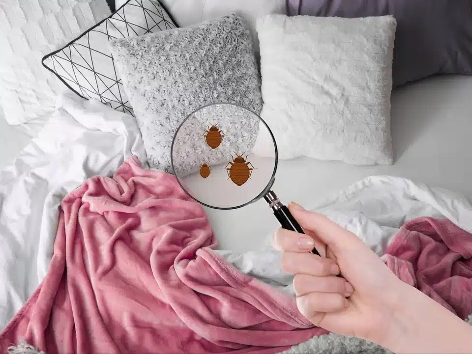 Nastříkejte přípravek, počkejte a vysajte. Štěnice zmizí z vašeho domu během několika dní.