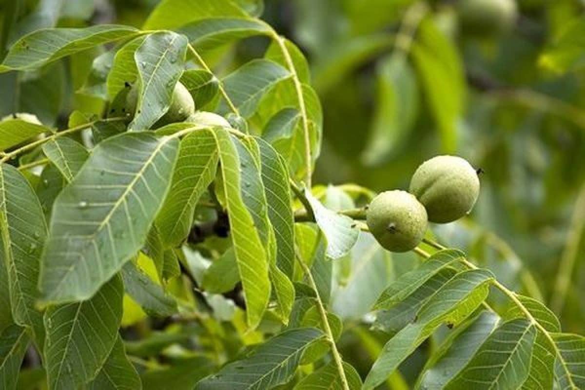 Nezapomeňte to dát pod matraci. Štěnice se tak nebudou moci přiblížit k vaší posteli.