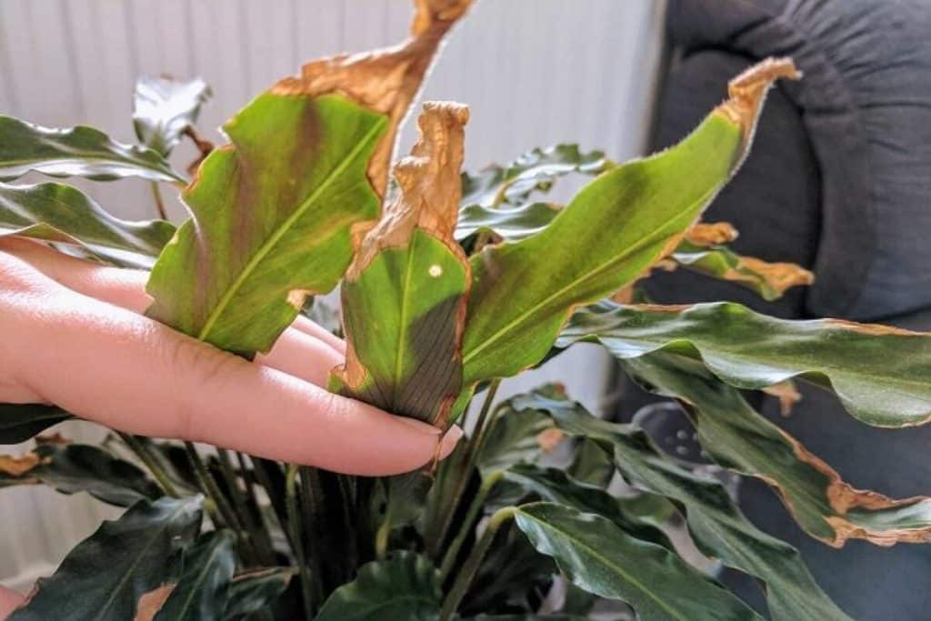 Zmrzlá pokojová rostlina: jak ji zachránit